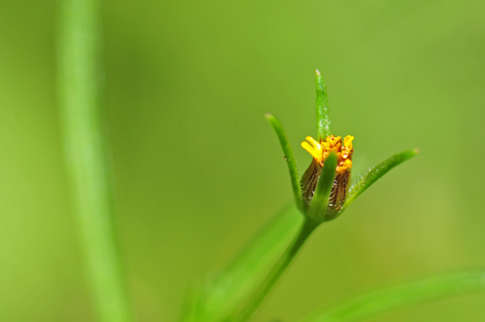 Fewflower Beggarticks has 3 to 6 linear bractlets or calyculi, 1 to3 mm long with ciliate margins. Bidens leptocephala